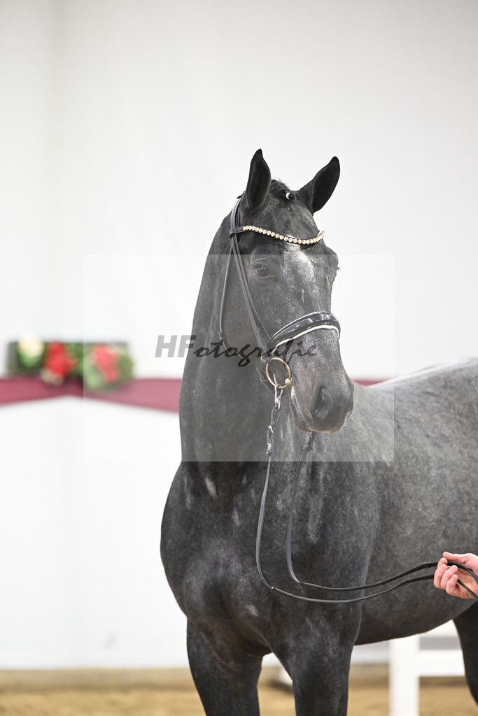 Kat-Nr. 104 Allroad 2000 Z x Chacco-Blue_Anton Gassler_47253343 | hf-fotografie - Realisiert mit Pictrs.com