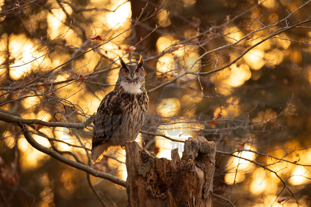 R5NF1223_20241201 | Der Uhu ist kein Lebensraum-Spezialist. Optimale Lebensräume beinhalten jedoch Felsen mit freiem Anflug für die Horstanlage, nicht zu große Wälder als Tageseinstand, wo sie Schutz suchen können, Freiflächen und ganzjährig eisfreie Gewässer als bevorzugtes Jagdgebiet. In nahrungsreichen Lebensräumen erreicht der Uhu bei entsprechend günstiger Verteilung von potentiellen Felsbrutplätzen (z.B. in der Eifel) eine hohe Dichte. - Realisiert mit Pictrs.com