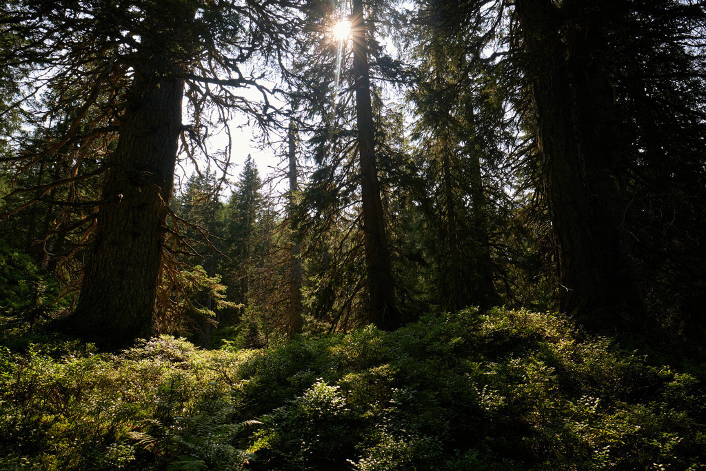 Rauriser Urwald im Talschluss Kolm Saigurn | Kolm-Saigurn, Austria - September 13, 2020: Rauriser Urwald im Talschluss Kolm Saigurn. - Realisiert mit Pictrs.com