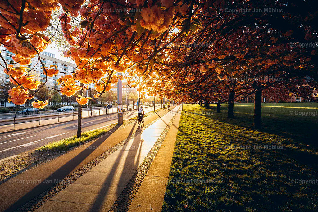 Johannesplatz | Der Johannesplatz am Grassi Museum in Leipzig – besonders zur Kirschblütenzeit – ist ein echtes Frühlings-Highlight: historisch, ästhetisch, ruhig, aber zentral. Perfekt für Content rund um Natur in der Stadt, Architektur, Museen &amp; saisonale Highlights wie die Kirschblüte. Der Johannesplatz am Grassi Museum in Leipzig ist ein ruhiger, zentraler Platz mit beeindruckender Architektur und einer zauberhaften Kirschblüte im Frühling. - Realisiert mit Pictrs.com