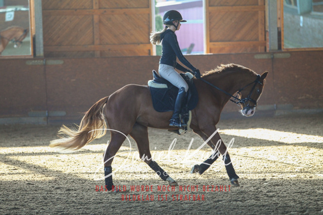 DKP42160 | Turniersportfotografie; Pferdefotografie; Dressurfotografie