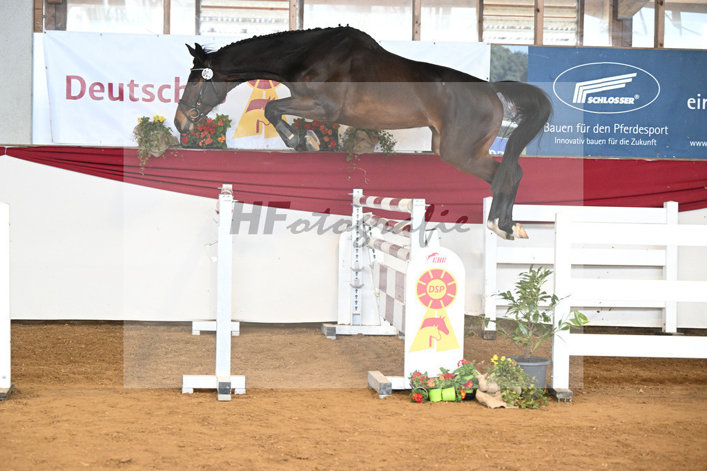 Kat-Nr. 5 Acira v. Adzaro de L Abbaye B_Lehr_16250838 | hf-fotografie - Realisiert mit Pictrs.com