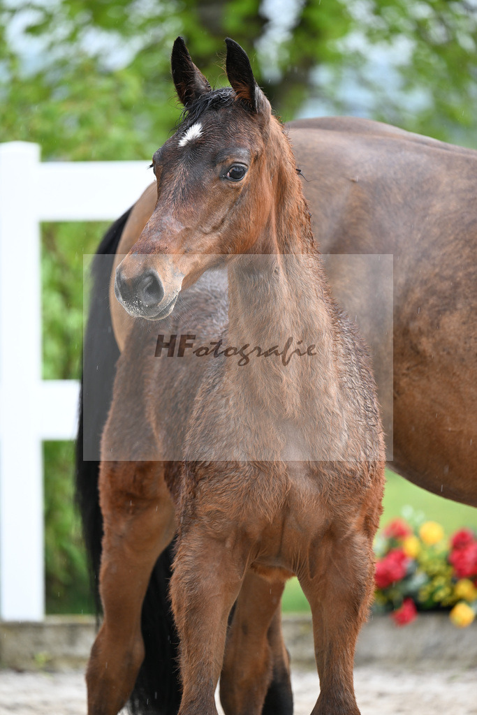 Kat-Nr. 47 SF Chacco Blue x Quo Vados I_Schoenherr_23261691 | hf-fotografie - Realizzato con Pictrs.com