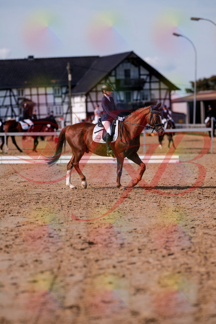 2026_10_03_Siefer-Hof_123438_Z81_32585399 | Professionelle Reitsport-, Turnier- und Eventfotografie von Robert Broda. Galerien mit ausgewählten und bearbeiteten Bildern direkt online ansehen und bestellen.