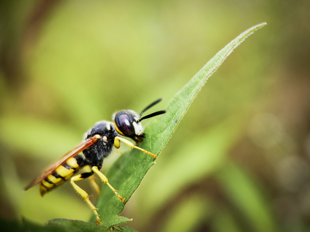 LRM_20200727_152350 | kaefersammler_roy - Realisiert mit Pictrs.com