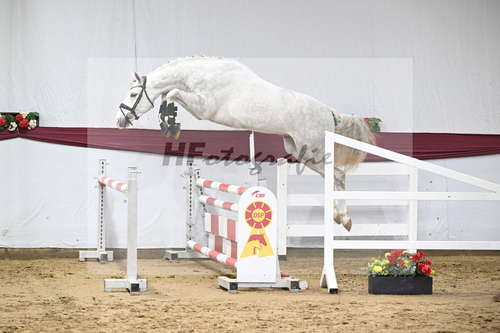 Kat-Nr. 86 Zirocco Blue x Askari_Daniela Kastner-Schoepe_47252893 | hf-fotografie - Realisiert mit Pictrs.com