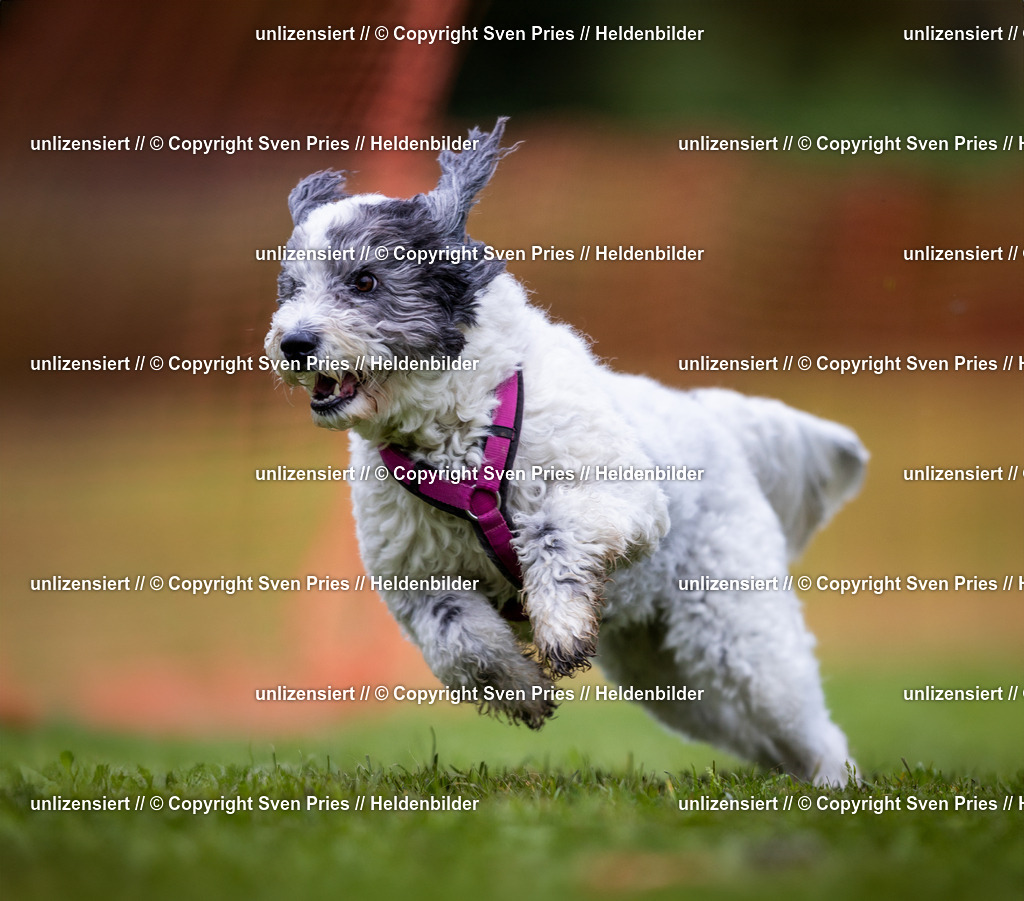 Sven Pries | 2024-04-21 - Hunderennen Baden-Oos
Foto: Sven Pries - Realisiert mit Pictrs.com