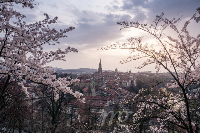 flowering cherry tree in front of the oldtown of Bern in spring | Die ideale Geschenkidee für Naturliebhaber. Naturbilder von Marcel Gross Photography für ihr Zuhause in den verschiedensten Formaten und Materialien. - Realisiert mit Pictrs.com