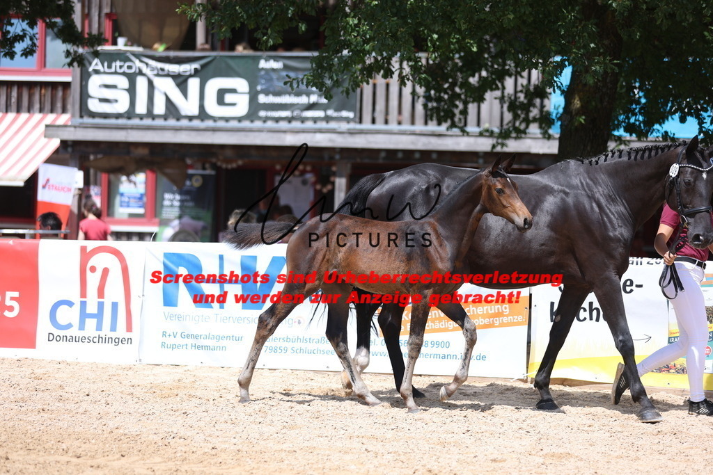 Fohlenschau_Schwäbisch_Hall_springbetonte_Fohlen_KN 29_12 | lmwpictures - Realisiert mit Pictrs.com