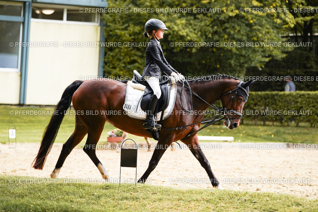 DSC01217 | Pferdegrafie