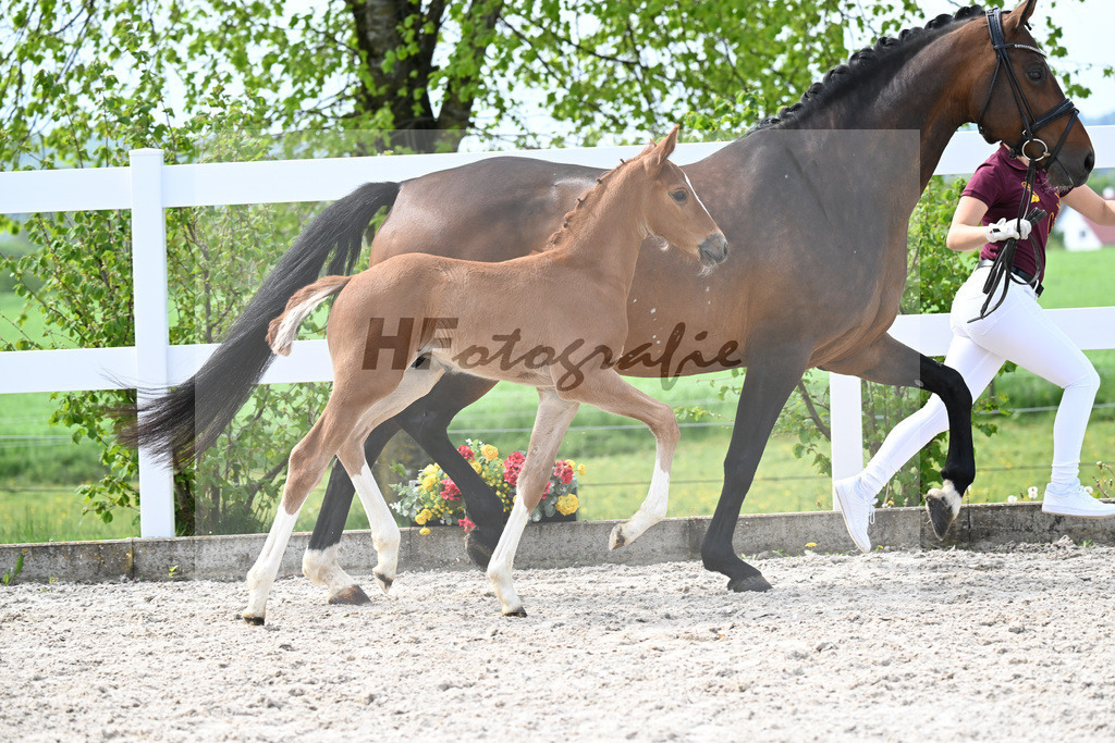 Kat-Nr. 11 HF Kannan x Conthargos_Riehm_23260337 | hf-fotografie - Realisiert mit Pictrs.com