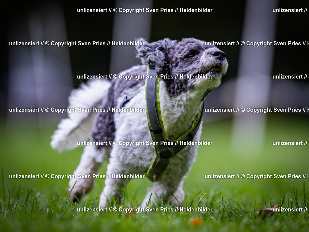 Sven Pries | 2024-10-19 - Hunderennen Ober-Grombach - Realisiert mit Pictrs.com