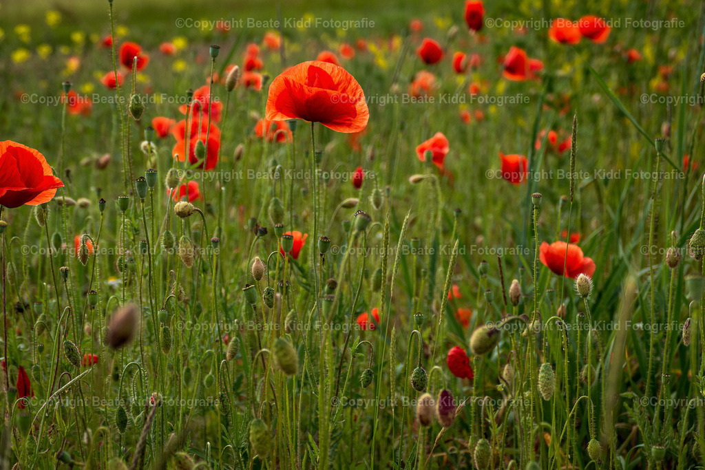 P1410191 | beatekidd-fotografie - Realisiert mit Pictrs.com