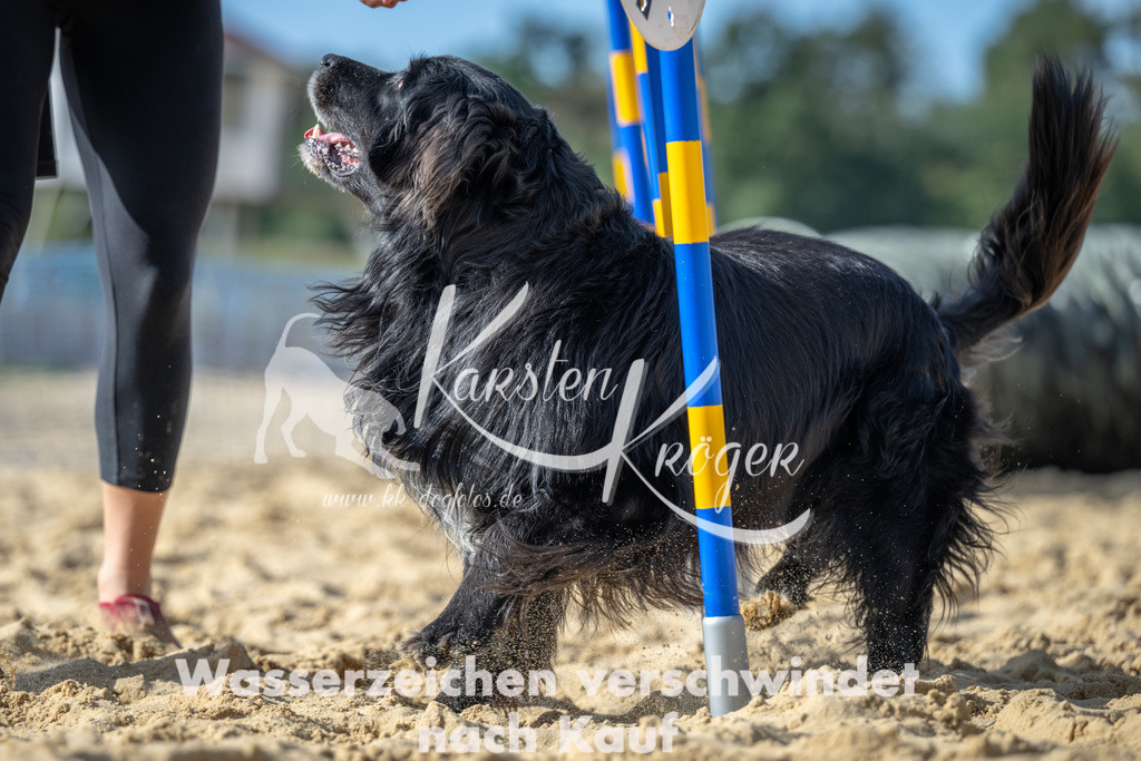 1436_ZZ91665 | kk-dogfotos