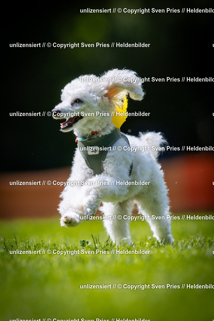 Sven Pries | 2025-08-10 - Hunderennen Durlach - Realisiert mit Pictrs.com