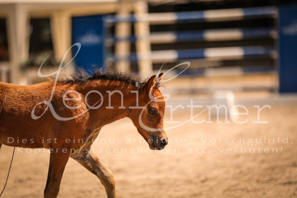 04.DoWP00052 | Leoni Ertmer Photography - Realisiert mit Pictrs.com