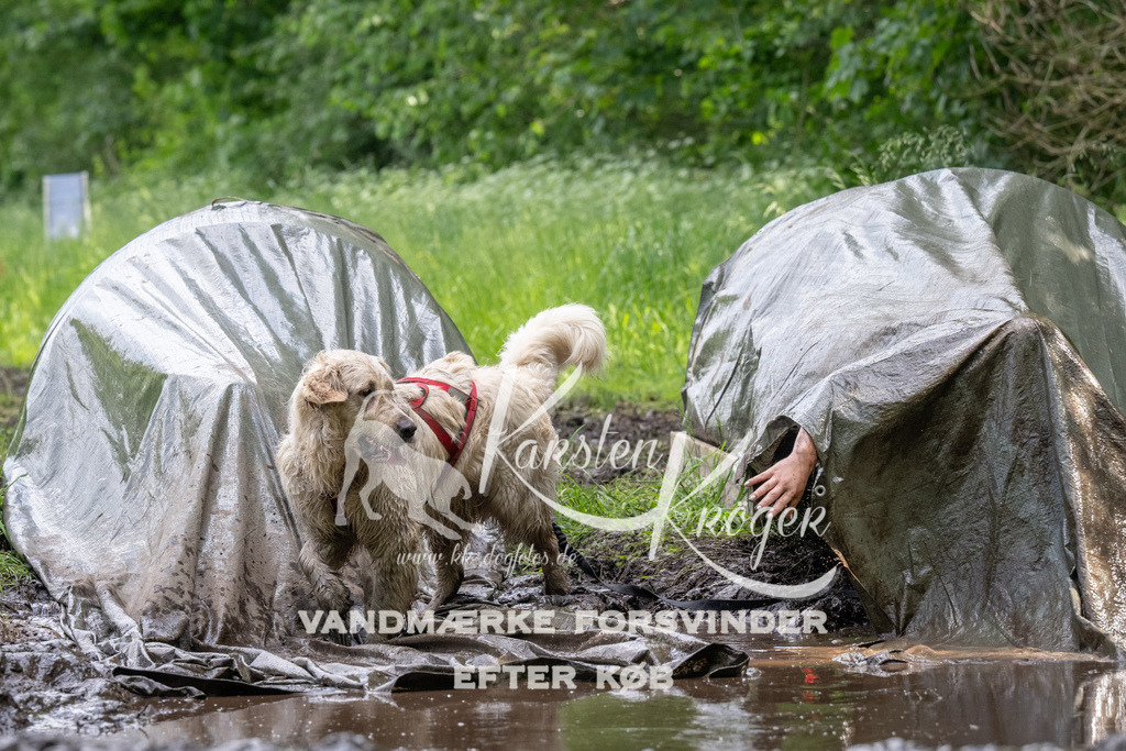 1319_ZZ90777 | kk-dogfotos