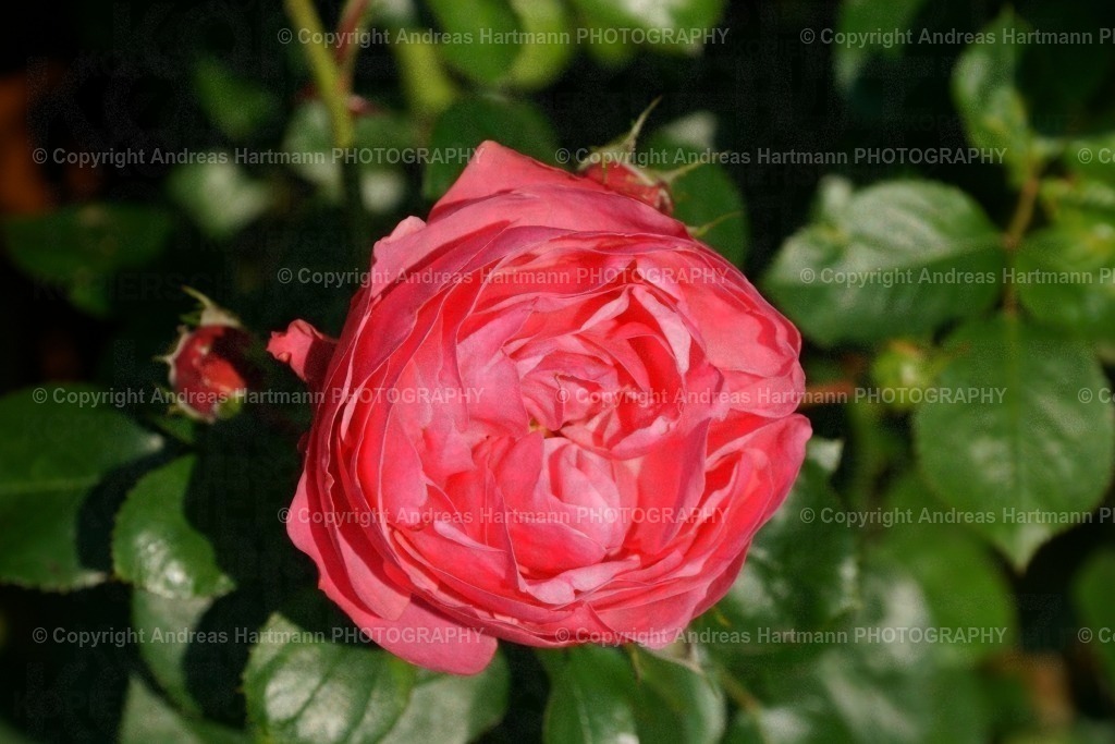 Rote Rose | Rote Rose - Realisiert mit Pictrs.com