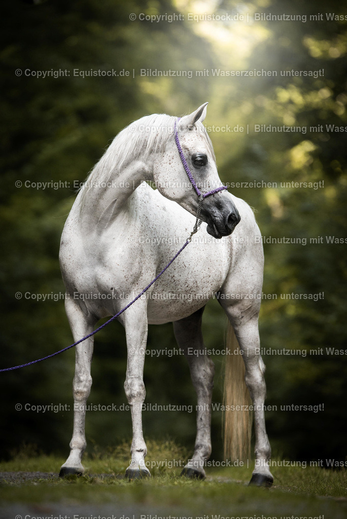TS_20170716_Portrait_Schimmel_Araber_0002 | Foto: Thomas Hartig
