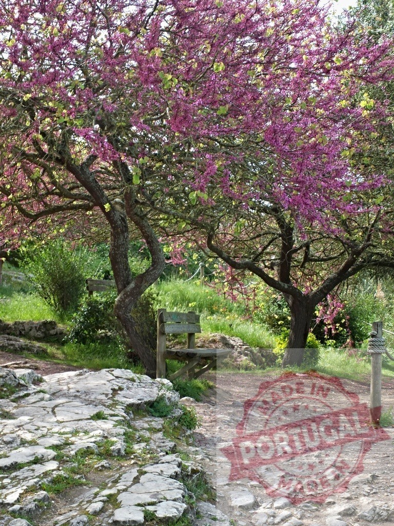 Judas tree blooming above empty park bench | Judas tree branches blooming along a winding stony path with an empty wooden bench - Realisiert mit Pictrs.com