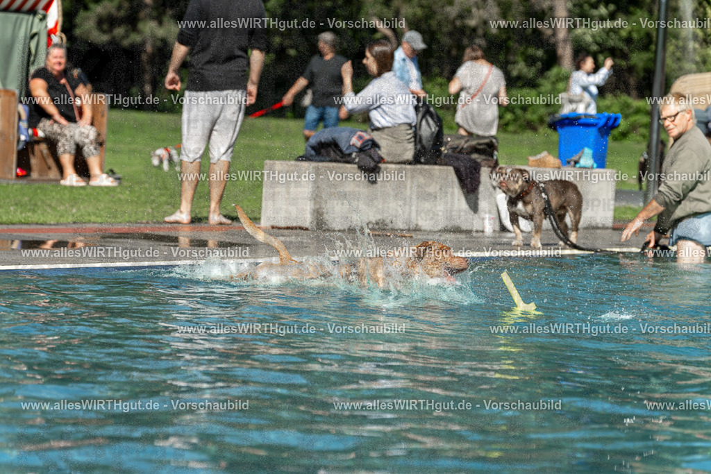 Hundeschwimmen_Volksbad_2026-allesWIRTHgut_Tierfotografie-2609061255-120517-7R500301 | Professionelle Tierfotografie in Mönchengladbach von Daniel Wirth (allesWIRTHgut). Liebevolle & natürliche Bilder von Hunden & Katzen für unvergessliche Erinnerungen.