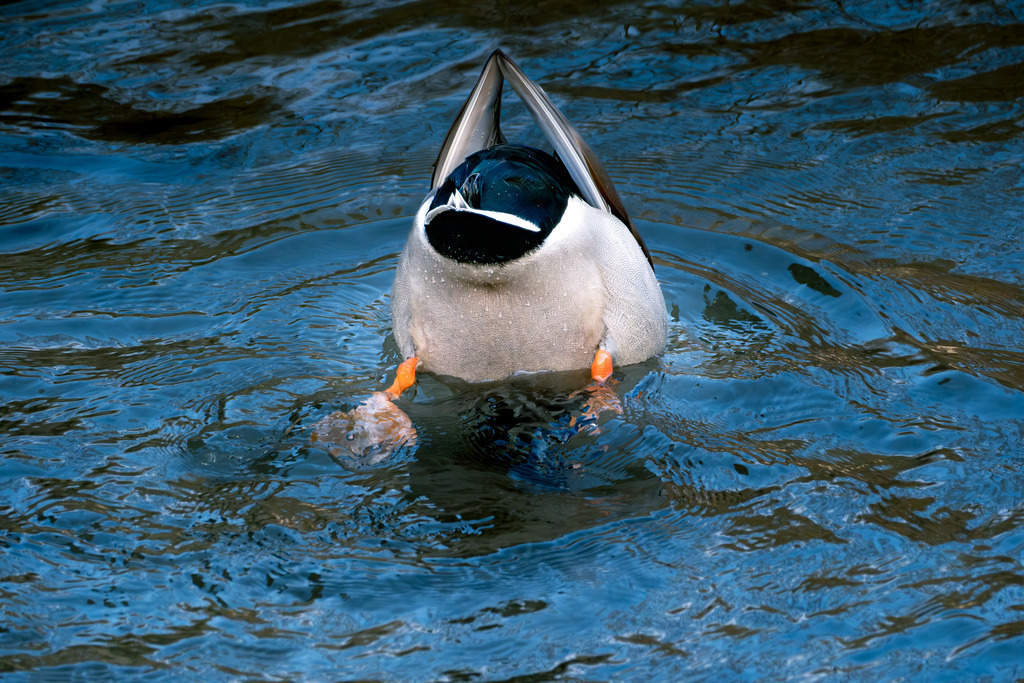 Enten Hintern | Tier- & Landschaftsfotografie und Porträtshootings. Entdecke einzigartige Fotokunst als Wandbild, Tasse oder Mauspad – mit Leidenschaft fotografiert - Realisiert mit Pictrs.com
