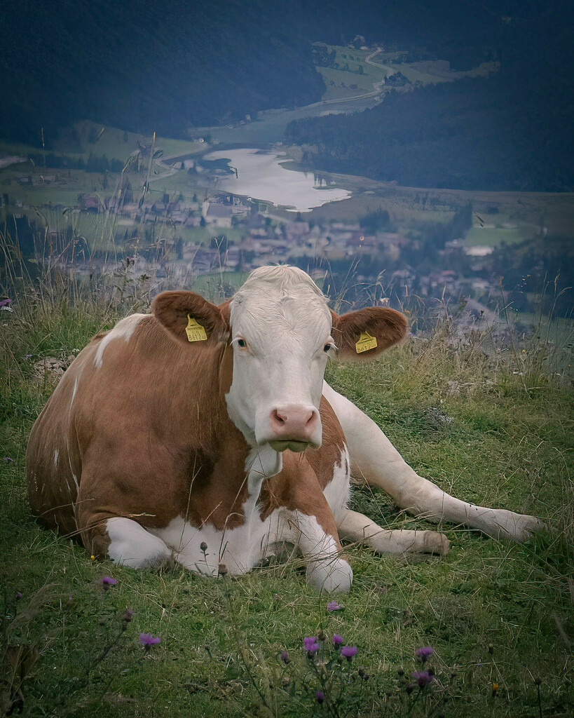 _W5A6931-Bearbeitet-Bearbeitet | Sich an die einzigartigen Momente der Natur und Landschaft sowie die Begegnung mit heimischen wilden Tieren zu erinnern, dies kann man anhand den Bilder der Natur und Landschaftsfotografin Sandra Eimermacher.  - Realisiert mit Pictrs.com