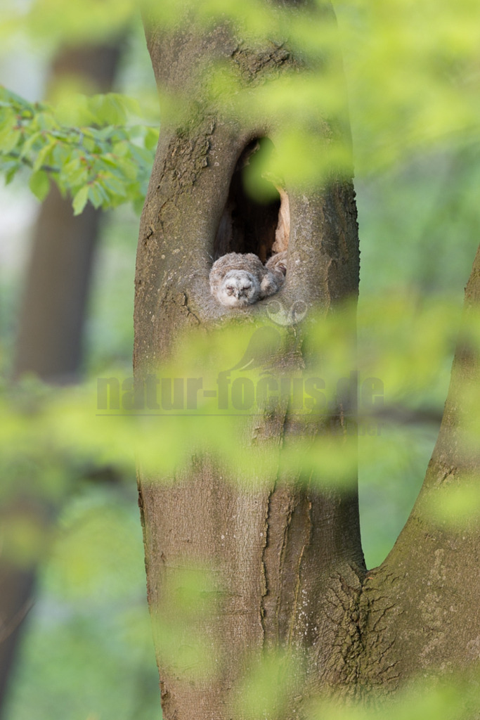 R5NF8457-20230430 | Der Ruf dieser Eulenart ist unverkennbar. Vor allem zur Balzzeit im Herbst und Spätwinter hören wir den unheimlich anmutenden Gesang der Waldkauzmännchen (Strix aluco). Dank seines dichten und samtartigen Gefieders und seiner kammartigen Flügelspitzen kann er nahezu lautlos auf Jagd gehen. Immer auf der Suche nach seiner bevorzugten Beute – Mäusen. - Realisiert mit Pictrs.com