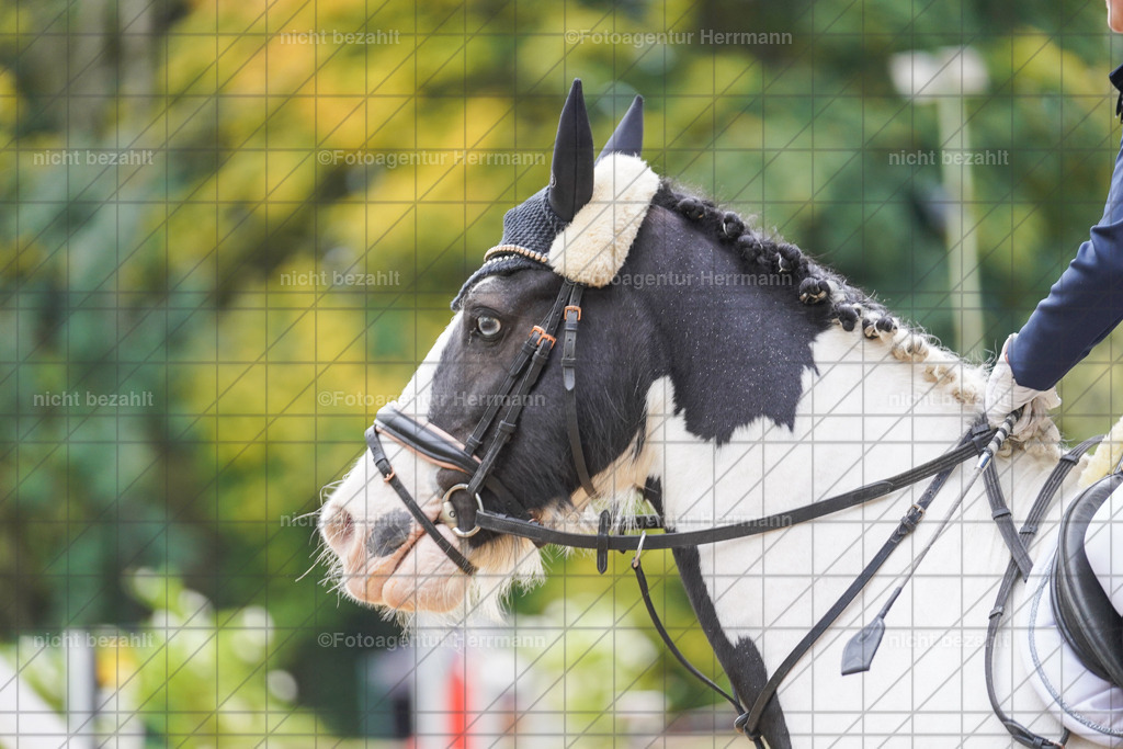 20221009-FAH08388 | Diessen am Ammersee, 2022, Dressur- und Springturnier, Reitsportbilder, Turnierfotografen Bayern, Pferdefotografen, Fotoagentur Herrmann, Turnierbilder