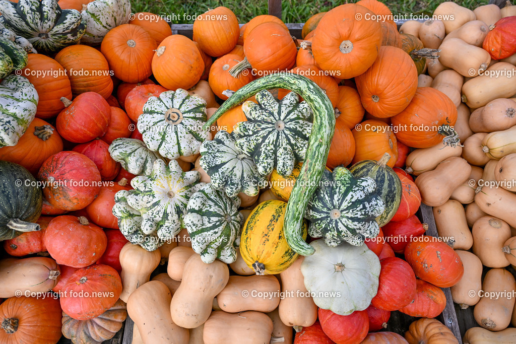 Herbst_ Kuerbis_ 14.10.2024-3 | 14.10.2024, Linz, AUT, Herbst, im Bild Kuerbis, Kuerbisse, Speisekuerbis, Zierkuerbis, Verkauf, Helloween, Essen, Gemuese