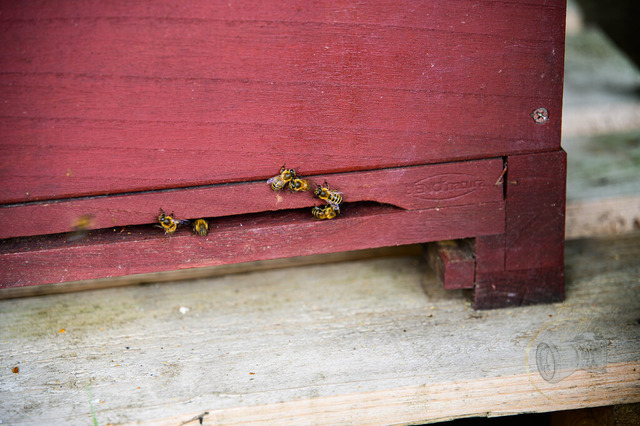 _DSC2048 | Shop für Prints Landschaftsfotografie Sächsische Schweiz Naturfotografie in Thüringen Fotos vom Findlingspark Nochten Kloster Sankt Marienstern Bilder Festung Königstein PanoramaRhododendronpark Kromlau FotogalerSchleswig-Holstein Küstenlandschaften