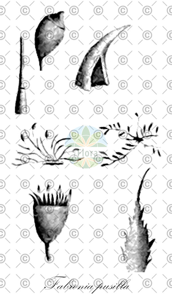 HistAbb_wfo-0001186020_1_ENZY_Simple | Historische Abbildung von Fabronia pusilla - Fabroniaceae | Historical Illustration of Fabronia pusilla - Fabroniaceae