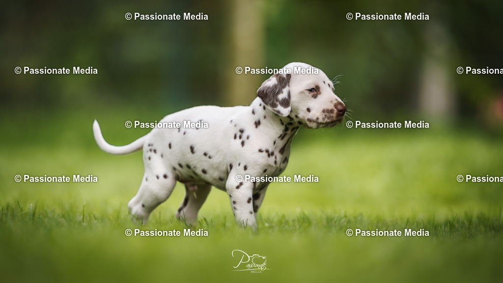 DSC04948 | Passionate Media, dein Fotograf aus Brandenburg, Märkisch Oderland, im Bereich Motorsport, Autos und Motorräder sowie Events und auch Hunde. Shootings oder auch Eventbegleitungen können bei mir gebucht we