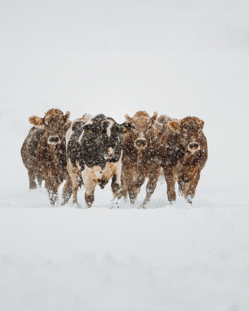 Schneetreiben Portrait | Kühe laufen durch dichten Schneefall - Realisiert mit Pictrs.com