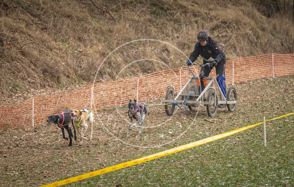 Pfotenfotografie_DV3A8171 | Hundefotografie, Tierfotograf, Pfotenfotografie, Fotoshooting Hund, Hunde Portrait, Hundesport, Hundeportraits, Heideshooting, Hunde, Sportfotograf, Hundefotograf, Turnierhundsport, THS,  - Realisiert mit Pictrs.com