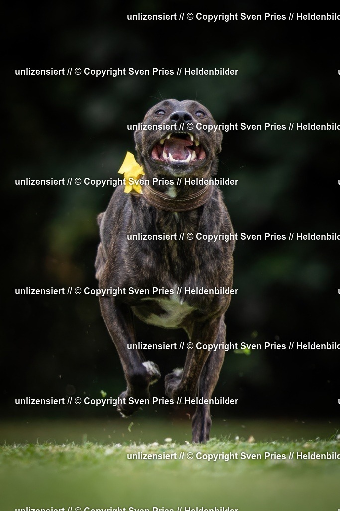 Sven Pries | 19. Allgemeines Hunderennen Karlsruhe Durlach - Realisiert mit Pictrs.com