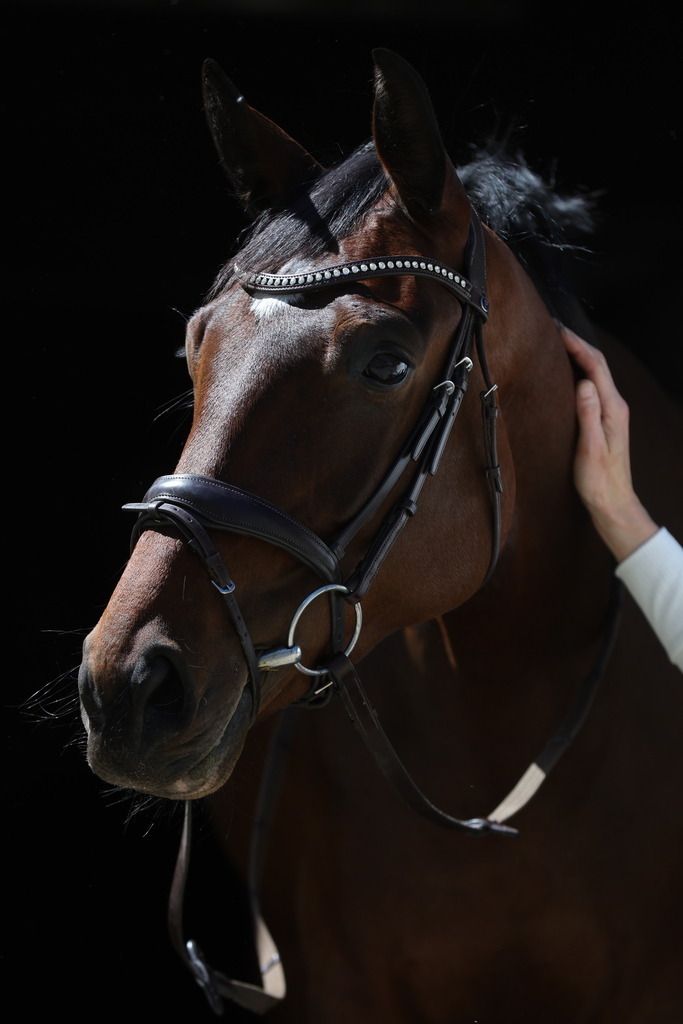 0P6A8729 | Willkommen bei Brunnmayr - Design & Fotografie – Ihrem Spezialisten für Reitturniere und Pferdeveranstaltungen in Oberösterreich, Salzburg und Bayern! Seit über 17 Jahren sind wir leidenschaftlich dabei.