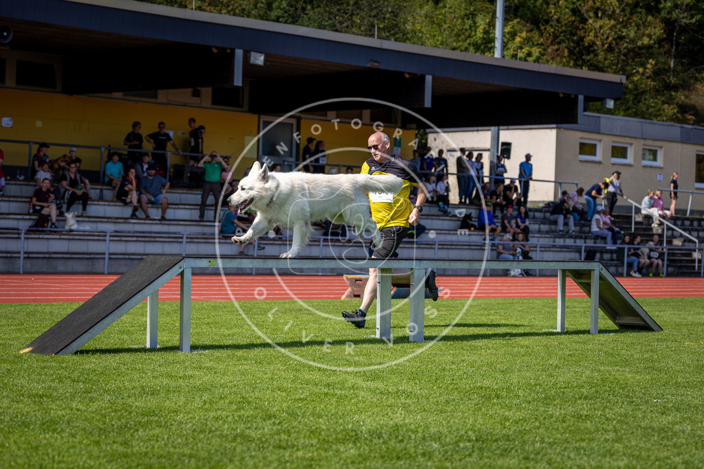 Pfotenfotografie_DV3A8117 | Hundefotografie, Tierfotograf, Pfotenfotografie, Fotoshooting Hund, Hunde Portrait, Hundesport, Hundeportraits, Heideshooting, Hunde, Sportfotograf, Hundefotograf, Turnierhundsport, THS,  - Realisiert mit Pictrs.com