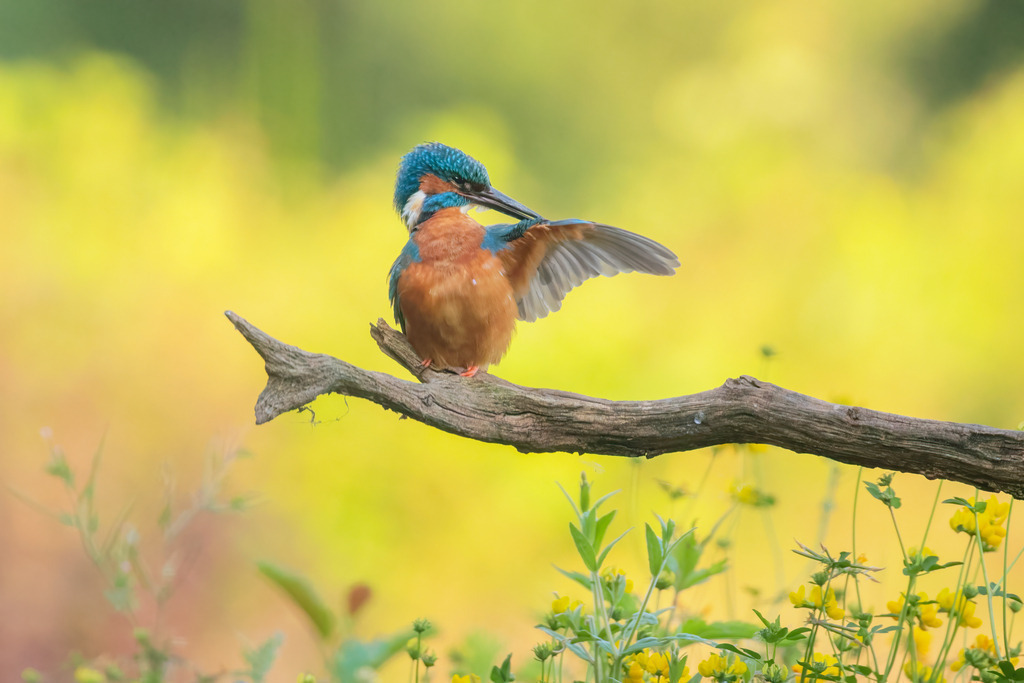 Wandbild - Eisvogel bei der Gefiederpflege | Das Wandbild zeigt einen prächtigen Eisvogel, der auf einem Ast sitzt und sorgfältig sein Gefieder putzt. Mit lebendigen Farben, die von leuchtendem Blau und Orange dominiert werden, hebt sich der Eisvogel deutlich vom unscharfen Hintergrund in zarten Gelb- und Grüntönen ab. Die Szene strahlt Ruhe und Eleganz aus und fängt einen intimen Moment aus dem Leben dieses faszinierenden Vogels ein. Die zarten Blüten im Vordergrund und der friedliche Hintergrund verleihen dem Bild eine harmonische und beruhigende Atmosphäre.