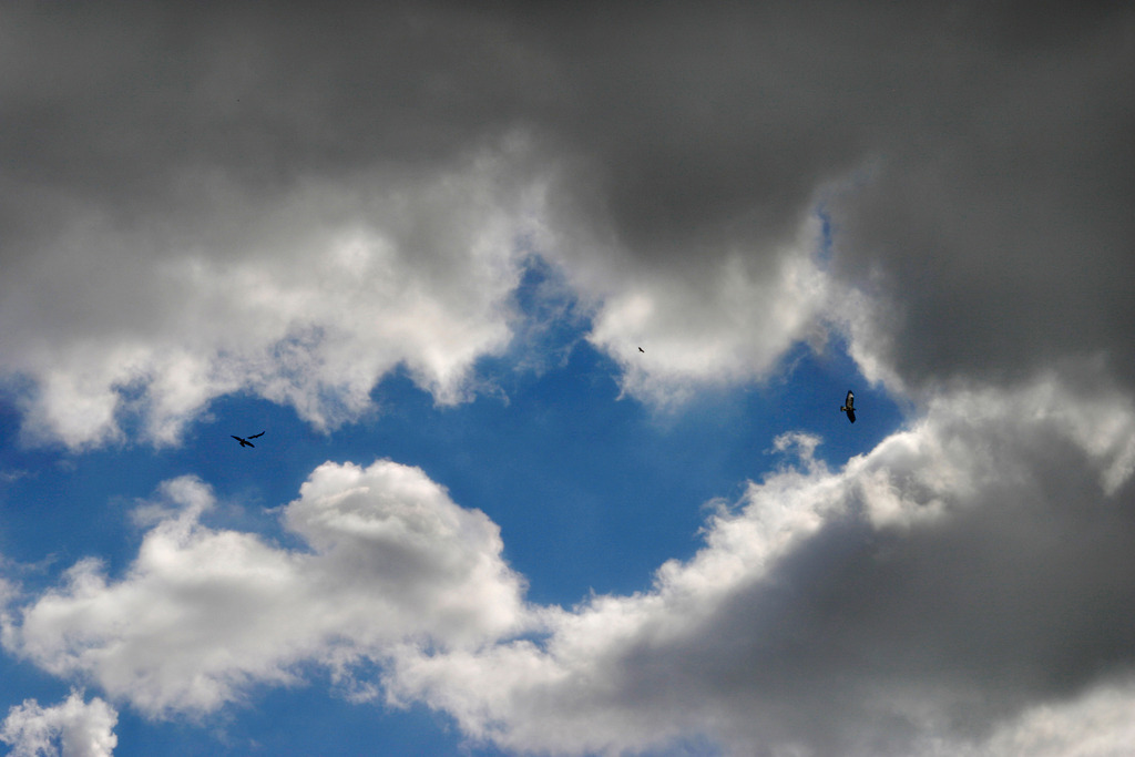 WolkenWort 53_Skybirds | Wolkenwort # 53
Bussarde am Himmel überDurbach-Ebersweier, Offenburg, Deutschland. Sept. 2004
Fotoausstellung WOLKENWORTE, Oberbank Salzburg, Alter Markt 4, 30.5.-30.6.2006. Eine veranstaltung der Europagesellschaft, Salzburg