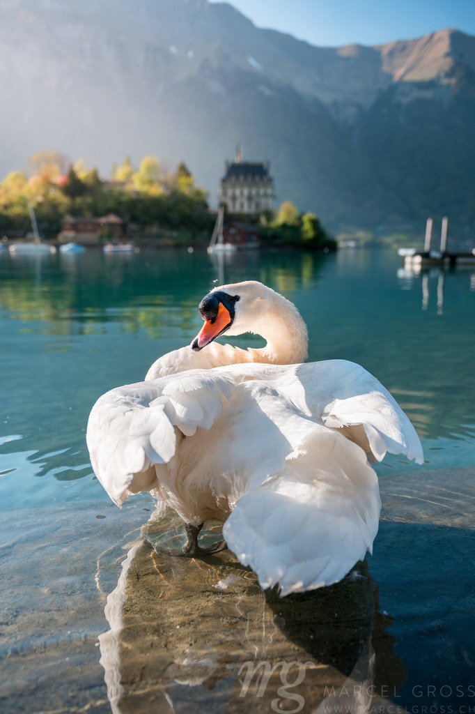 Swan cleaning his feathers in Lake Brienz in front of Schloss Seeburg, Iseltwald | Swan cleaning his feathers in Lake Brienz in front of Schloss Seeburg, Iseltwald - Realisiert mit Pictrs.com