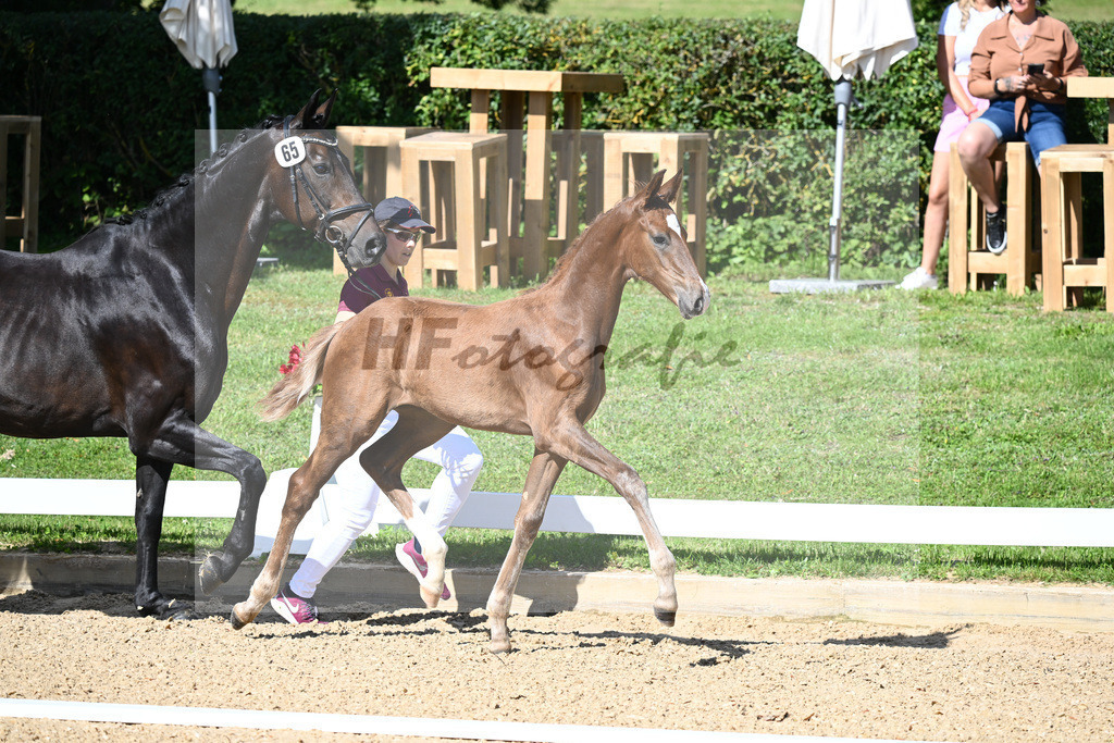Kat-Nr. 65 HF DSP Va Bene x Don Primero_Straubinger_27230046 | hf-fotografie - Realisiert mit Pictrs.com