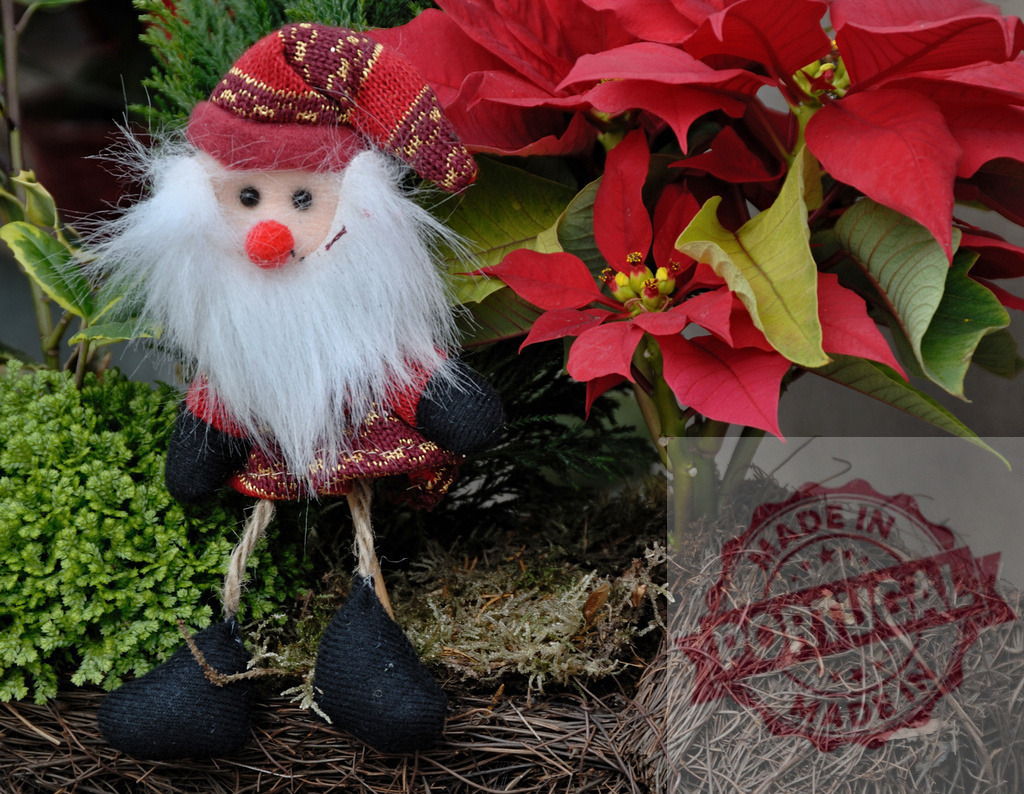 Santa Claus figurine sitting near poinsettia plant for Christmas decoration | Small Santa Claus figurine sitting near poinsettia plant, creating a festive Christmas decoration - Realisiert mit Pictrs.com