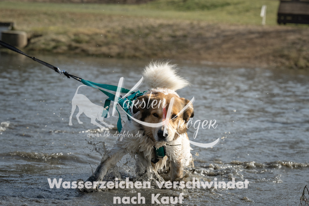 1301_ZZ93922 | kk-dogfotos