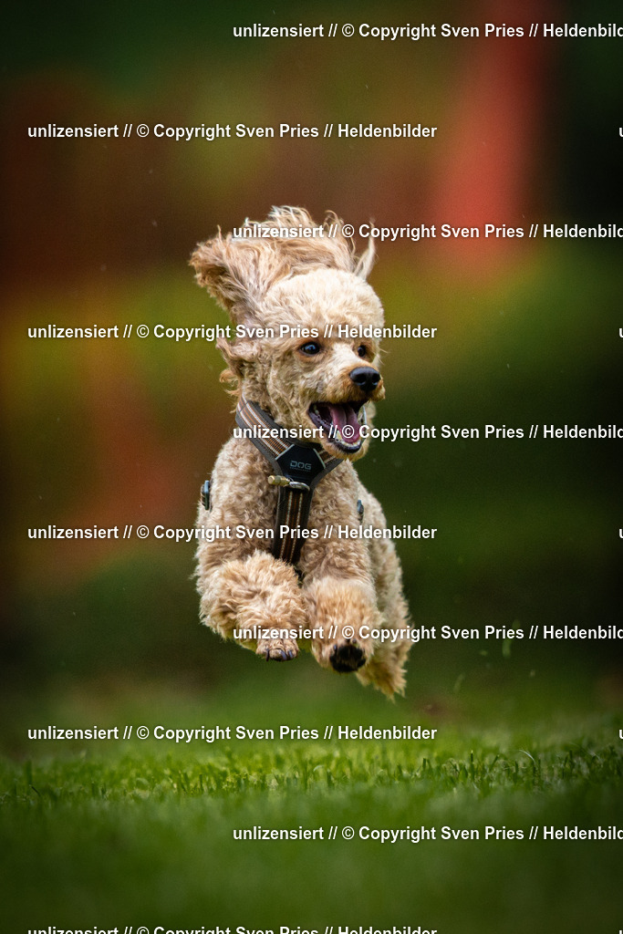 Sven Pries | 2025-09-21 - Hunderennen Baden-Oos - Realisiert mit Pictrs.com