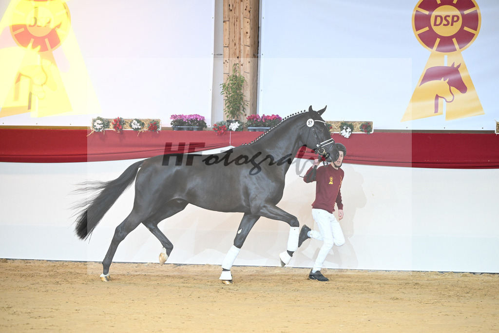 Kat-Nr. 52 Ferrantino_Gestuet Greim_1231384 | hf-fotografie - Realisiert mit Pictrs.com