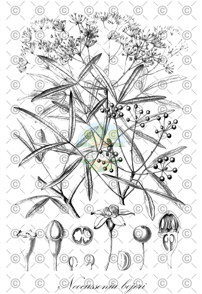 HistAbb_wfo-0000250104_1_ENZY_Simple | Historische Abbildung von Neocussonia bojeri - Araliaceae | Historical Illustration of Neocussonia bojeri - Araliaceae