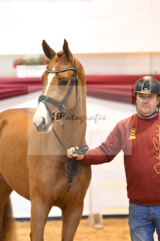 Kat-Nr. 41 v. Manchester vant Paradijs_Schulze-Averdiek_66221155 | hf-fotografie - Realisiert mit Pictrs.com