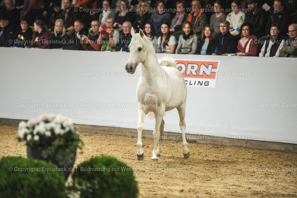 20240302_Hengstvorstellung_Marbach_TOMsPiC_1183 | equistock