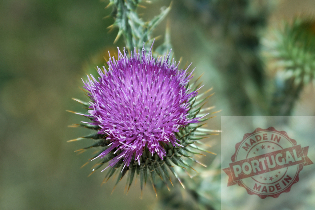 Purple thistle flower blooming in the field | Close-up of a purple thistle flower head growing in a natural environment - Realized with Pictrs.com